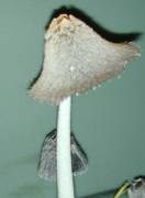 coprinus